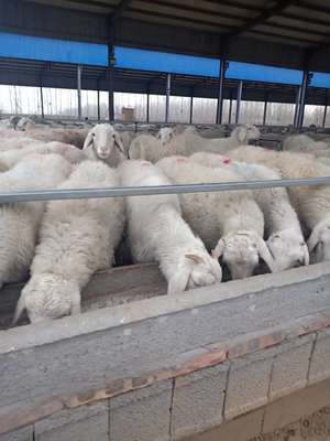小耳朵努比亚黑山羊大量出栏低价批发屠宰肉羊免费运输黑山羊