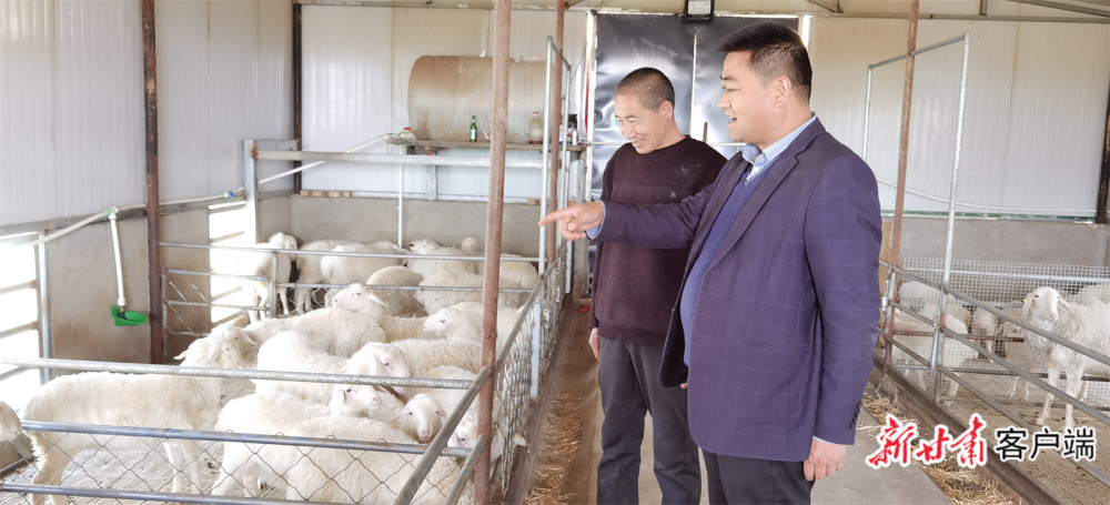环县:羊产业奏响富民强县新“牧歌”